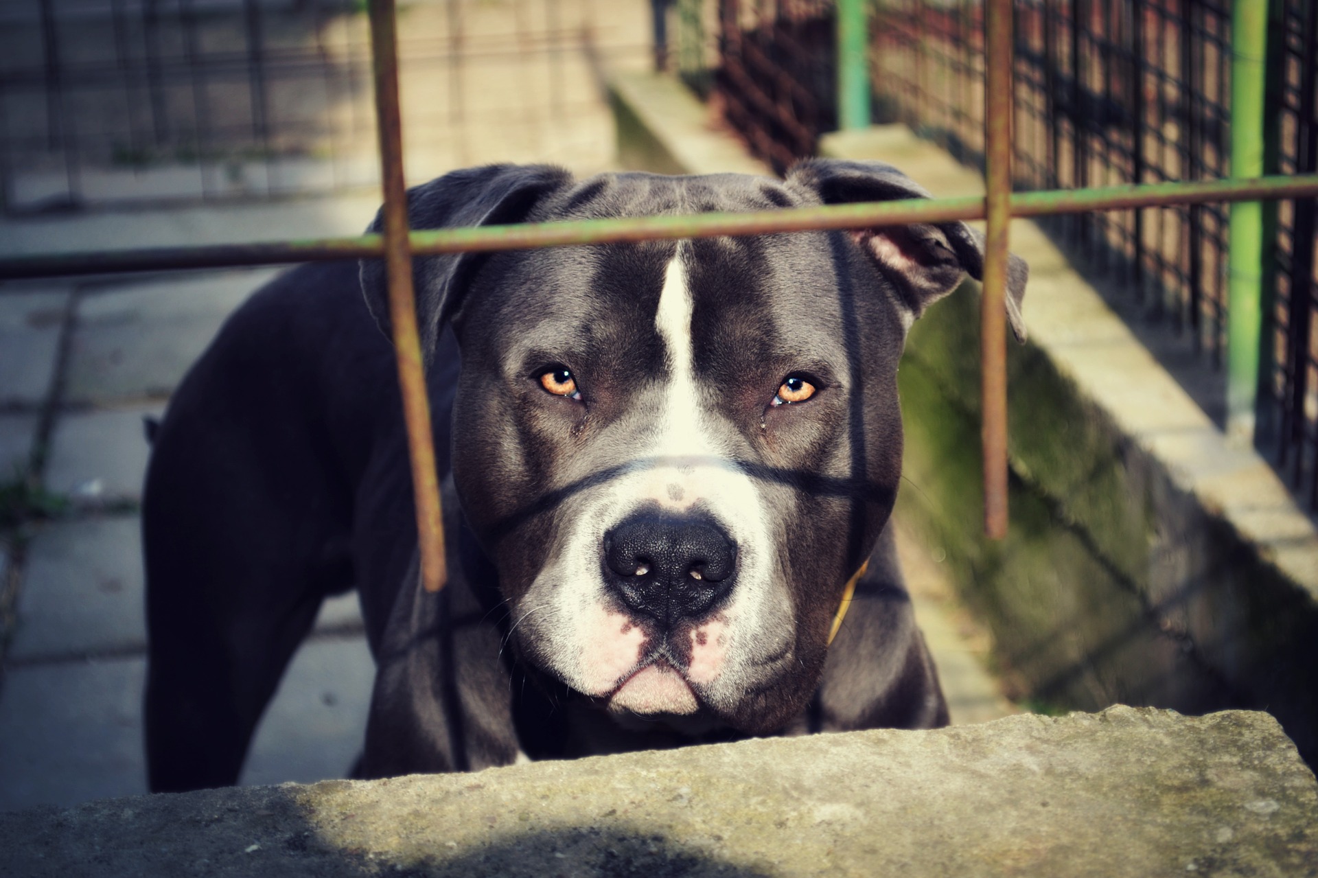 fenced pit bull