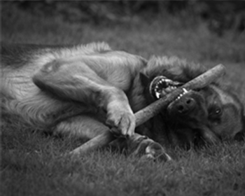dog chewing on stick