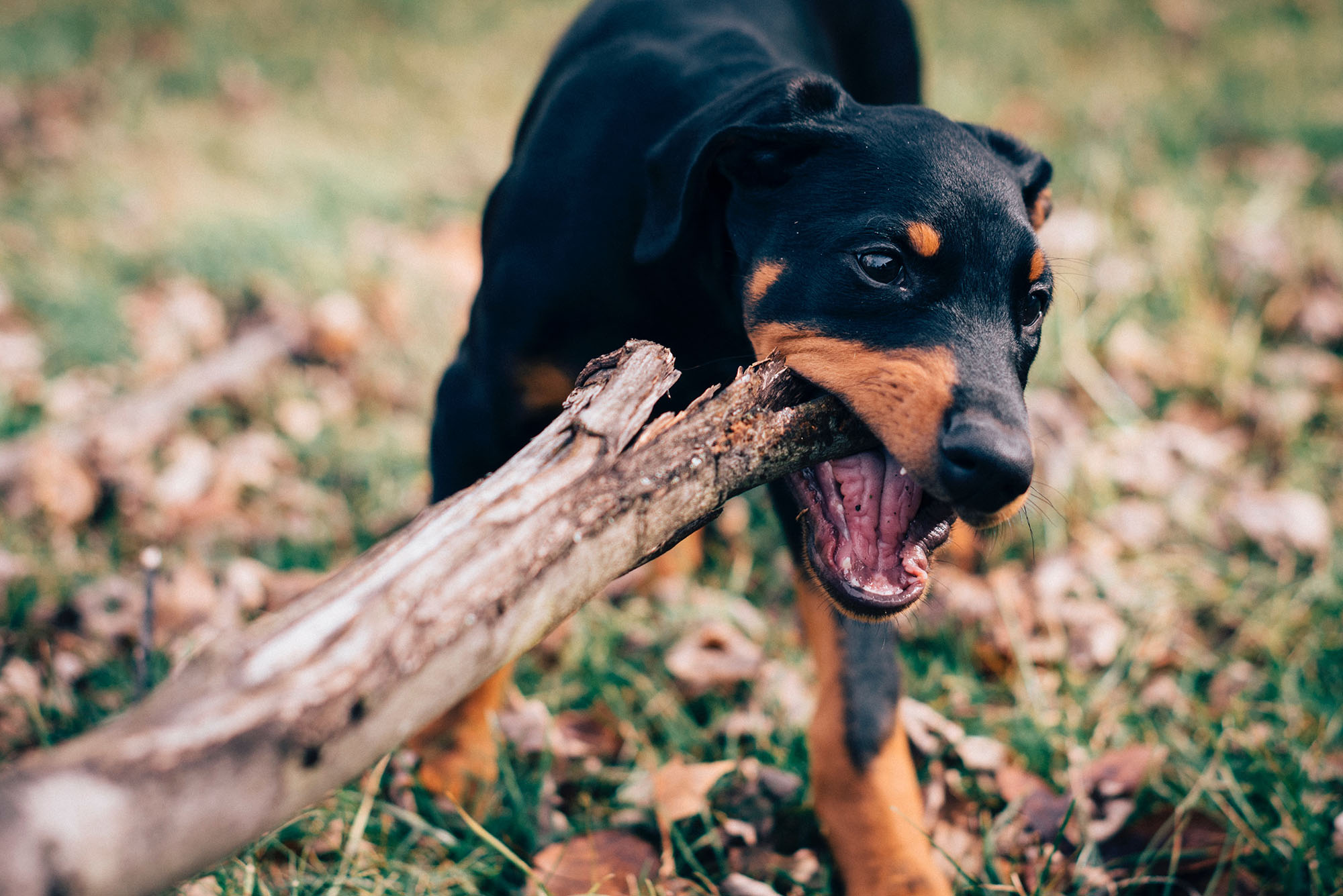 dog biting wood