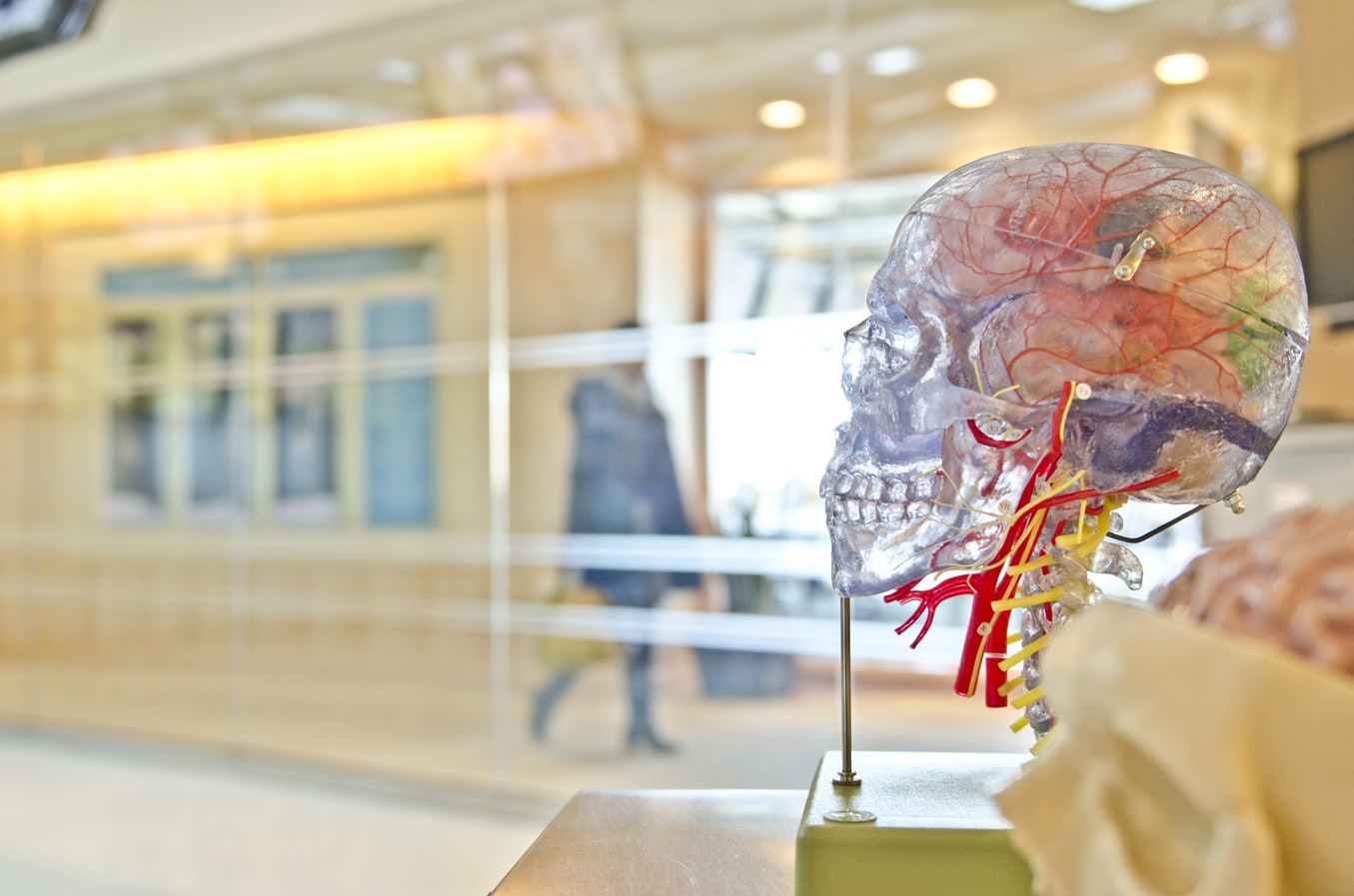traumatic brain injury model brain