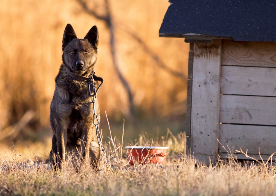 dog chained up to dog house